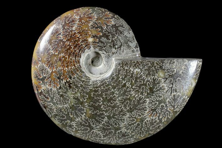 Polished Ammonite (Cleoniceras) Fossil - Madagascar #166375